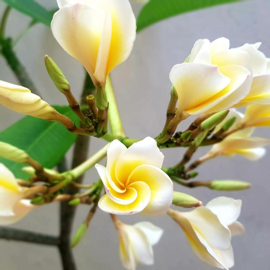 Mystic Maldives Mathiveri Retreat 外观 照片